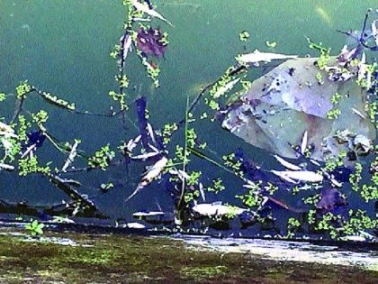 Neglect of the dead fish, Maharashtra Pollution Control Board, found in river Ghat | घोट नदीत आढळले मृत मासे, महाराष्ट्र प्रदूषण नियंत्रण मंडळाचे दुर्लक्ष