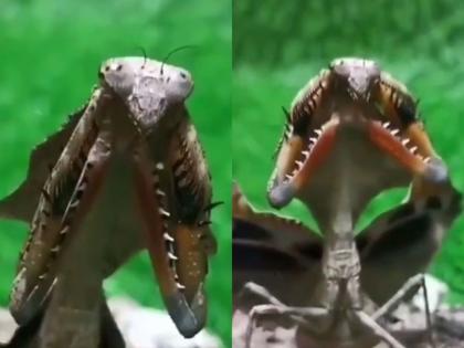 dead leaf mentis that looks like a dragon, you will see the video and say ... how dangerous! | ड्रॅगनसारखा दिसतो हा छोटासा किडा, व्हिडिओ बघुन म्हणाल...किती खतरनाक!