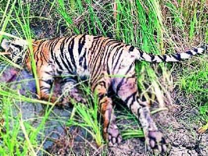 tiger found dead in umred forest; An investigation is underway by the forest department | ‘त्या’ वाघाचा मृत्यू इलेक्ट्रिक शाॅकने? वनविभागाकडून तपास सुरू