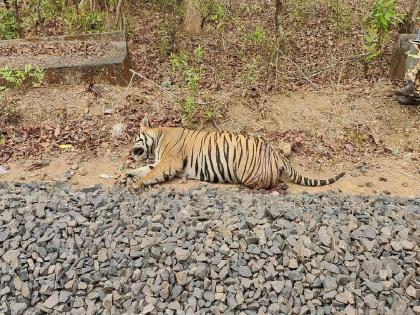 tiger found dead near railway track in Gondia district | रेल्वेच्या धडकेत वाघाचा मृत्यू; गोंदिया-बल्लारशा रेल्वेमार्गावरील घटना