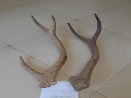 Smuggling of deer horns, chased and caught two in Mandangad | हरणाच्या शिंगांची तस्करी, मंडणगडात दोघांना पाठलाग करुन पकडले