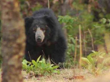 A 78-year-old man was attacked by a bear in Khurchimal, the old man was seriously injured | खुर्चीमाळ येथे ७८ वर्षीय वृद्धावर अस्वलाचा हल्ला, वृद्ध गंभीर जखमी