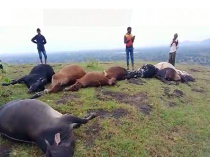 The sky fell on the farmers; Earlier the crops were gone but now 15 animals were killed due to lightning | शेतकऱ्यांवर आभाळ कोसळले; आधी पिके गेली आता वीज कोसळून १५ जनावरे दगावली