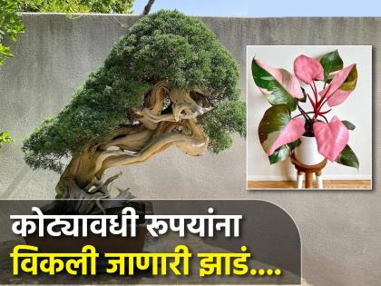 Most expensive plants one does not wither for 300 years another takes 8 years to grow | अजब गजब झाडी! एक 300 वर्ष वाळत नाही, तर दुसरं उगवण्यास लागतात 8 वर्ष