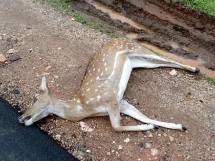 The truck crushed four deer, one extreme | ट्रकने चार हरणांना चिरडले,एक अत्यवस्थ