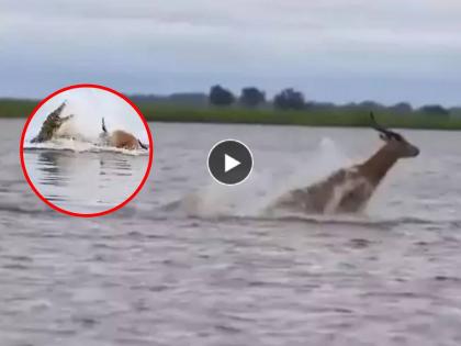 viral video crocodile chase deer in river water but he manages to escape watch | मगरीचा नदीच्या पाण्यातून छुपा हल्ला; हरणाने मृत्यूच्या जबड्यातून कसा वाचवला जीव? पाहा Video