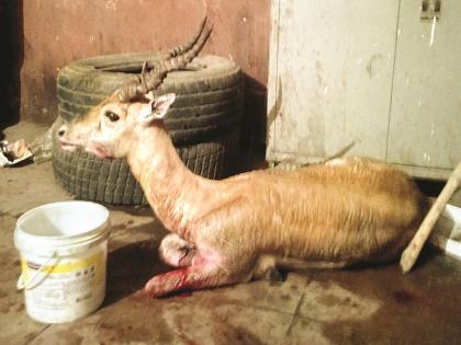 ... Deer reached the Gangakhed police station to save her life | ...अन् प्राण वाचविण्यासाठी काळविटाने गाठले पोलीस ठाणे