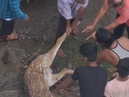 Deer in danger from the military firing area approaching the village | मिलिटरी फायरिंग एरियातून गावाकडे येणारी हरणं धोक्यात