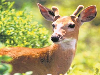  Death of a deer in Indewadi | इंदेवाडीत हरणाचाही मृत्यू