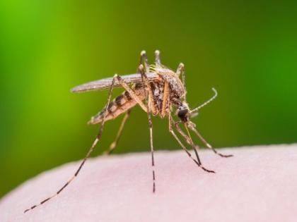 177 dengue patients, 3 deaths in 26 days in Nagpur | नागपुरात २६ दिवसांत डेंग्यूचे १७७ रुग्ण, ३ मृत्यू