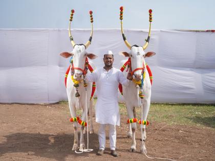 Ashadhi Wari 2024 Saint Tukaram Maharaj has the honor of pulling the palanquin chariot of Hira-Raja, Malhar-Gulab | Ashadhi Wari 2024: हिरा-राजा, मल्हार-गुलाबला संत तुकाराम महाराज पालखी रथ ओढण्याचा मान