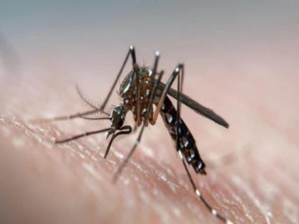 Dengue cases down! 1590, Chikungunya cases 741 in the state; no deaths reported | डेंग्यूच्या रुग्ण संख्येत घट! राज्यात १५९०, तर चिकुनगुन्याचे ७४१ रुग्ण; एकही मृत्यूची नोंद नाही Dengue cases down! 1590, Chikungunya cases 741 in the state; no deaths reported | डेंग्यूच्या रुग्ण संख्येत घट! राज्यात १५९०, तर चिकुनगुन्याचे ७४१ रुग्ण; एकही मृत्यूची नोंद नाही