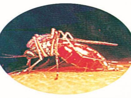  Dengue sufferers found in city Bhusawal | भुसावळ शहरात आढळला डेंग्यूचा रुग्ण