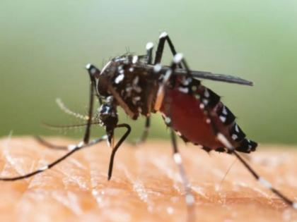 purchase of ninteenth thousand devices that eat mosquito eggs and worms from mumbai municipality | मुंबई मनपाकडून डासांची अंडी, अळी खाणाऱ्या १९ हजार यंत्रांची खरेदी