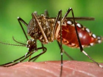 Dengue sting in Nagpur: Larvae found in 378 places | नागपूरकरांना डेंग्युचा डंख : ३७८ ठिकाणी आढळली अळी