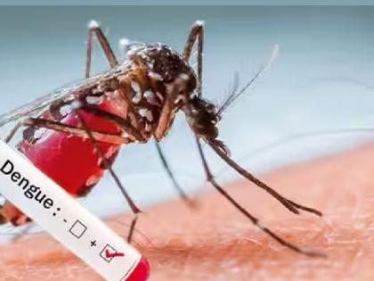 Death of a student due to dengue in Kasba Bawad in Kolhapur, Municipal Health Administration on alert | कोल्हापुरातील कसबा बावड्यात डेंग्यूमुळे विद्यार्थ्याचा मृत्यू, महापालिका आरोग्य प्रशासन सतर्क 