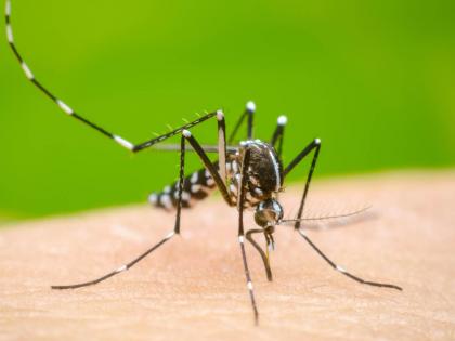 State hit by dengue, malaria; 10 thousand dengue patients, Mumbai on tap | डेंग्यू, मलेरियाने राज्य हैराण; डेंग्यूचे १० हजार रुग्ण, मुंबई टाॅपवर