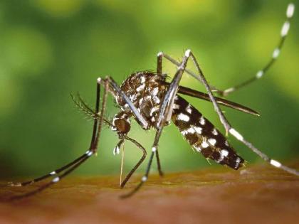 Municipality's search to prevent epidemics; 1 lakh breeding sites of dengue-malaria mosquitoes destroyed | साथ रोखण्यासाठी पालिकेची शोधमोहीम; डेंग्यू - मलेरिया डासांच्या उत्पत्तीची १ लाख ठिकाणे नष्ट