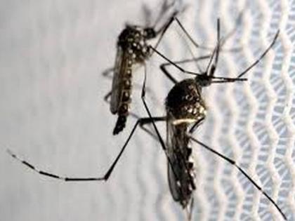 Corona control; now have dengue, malaria fever! | कोरोना नियंत्रणात; अकोलेकरांना आता डेंग्यू, मलेरियाचा ताप!