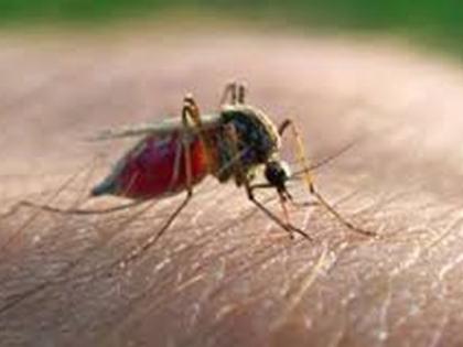 Dengue, malaria, swine flu in Akola | डेंग्यू, हिवतापसदृश तापाने अकोलेकर त्रस्त!