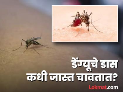 Which part of the body does dengue mosquito bite and when? | कोणत्या वेळी आणि शरीराच्या कोणत्या भागांवर जास्त चावतात डेंग्यूचे डास?