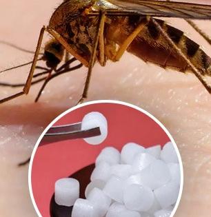 National Dengue Day 2025 : डेंग्युचे डास घरातच येऊ नयेत म्हणून ५ उपाय, डेंग्यूचा घातक आजार टाळा