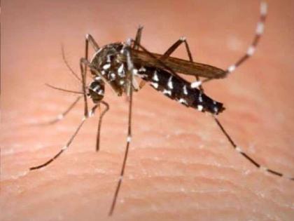 Increase in the number of dengue patients in Kolhapur district, Public awareness campaign started on behalf of health department | कोल्हापूर जिल्ह्यात डेंग्यू रूग्ण संख्येत वाढ, आरोग्य विभागाच्यावतीने जनजागरण मोहिम सुरु