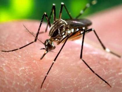 Both infected with dengue at Bhadashivani | भडशिवणी येथे दोघांना डेंग्यूची लागण