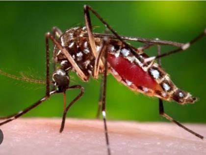 Special activities of the Department of Health for the control of Dengue Malaria | डेंग्यू मलेरियाच्या नियंत्रणासाठी आराेग्य खात्याचे खास उपक्रम