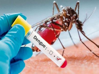 in mumbai japanese chemical will prevent dengue and malaria municipal corporation is on active mode | जपानी रसायन रोखणार डेंग्यू, मलेरिया; महापालिकेने कसली कंबर, १५ मिनिटांत डासांचा मृत्यू