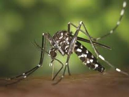 The number of dengue patients in Buldana district has reached 516 | बुलडाणा जिल्ह्यात डेंग्यू रुग्णांची संख्या पोहोचली ५१६ वर