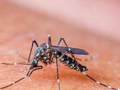 Danger of dengue along with corona! | कोरोनासोबतच डेंग्यूचाही धोका!