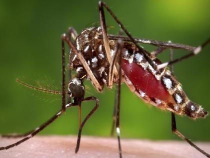 Big relief, 87 percent fewer dengue cases in East Vidarbha compared to last year | मोठा दिलासा, पूर्व विदर्भात गतवर्षीच्या तुलनेत डेंग्यूचे ८७ टक्के रुग्ण कमी