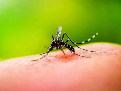 Population: 114 suspected dengue patients | वसईत ११४ संशयित डेंग्यू रुग्ण