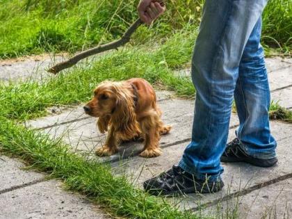 Disgrace to humanity; Three small puppies were killed by being beaten with a stick | माणुसकीला काळिमा; श्वानाच्या तीन लहानग्या पिल्लांना काठीने बदडून केले ठार