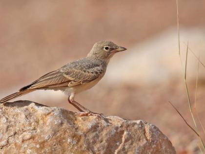 Birds will not be allowed to die in this Sankranti; Bird watchers ready to remove thread | या संक्रांतीत पक्ष्यांना मरू देणार नाही; मांजा काढण्यासाठी ‘अँग्री बर्ड’ सज्ज