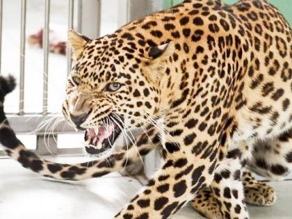 Demand for helicopters from the government to catch leopards; Ranjit Singh Naik-Nimbalkar | बिबट्याला पकडण्यासाठी सरकारकडे हेलिकॉफ्टरची मागणी; रणजितसिंह नाईक-निंबाळकर