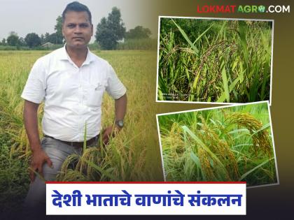 Latest News Collection of 60 indigenous rice varieties, production of red, black, green colored rice | Paddy Farming : देशी भात वाणांच्या 60 जातींचे संकलन, लाल, काळ्या, हिरव्या रंगाच्या भाताचे उत्पादन Latest News Collection of 60 indigenous rice varieties, production of red, black, green colored rice | Paddy Farming : देशी भात वाणांच्या 60 जातींचे संकलन, लाल, काळ्या, हिरव्या रंगाच्या भाताचे उत्पादन