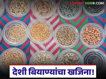 latest news Desi Seed Bank: New life for indigenous varieties! 'Mahabeej' opens special seed bank Read in detail | Desi Seed Bank : देशी वाणांना नवं जीवन! 'महाबीज'ने उघडली खास बियाणे बँक वाचा सविस्तर latest news Desi Seed Bank: New life for indigenous varieties! 'Mahabeej' opens special seed bank Read in detail | Desi Seed Bank : देशी वाणांना नवं जीवन! 'महाबीज'ने उघडली खास बियाणे बँक वाचा सविस्तर