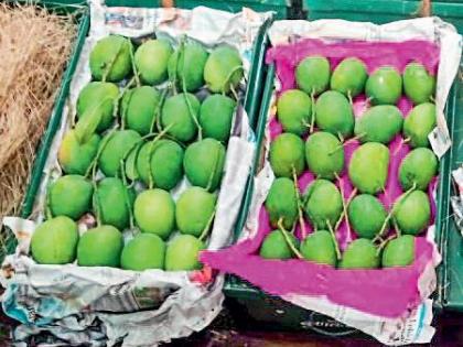  Devgad arrives at Hapus's market, Pune's first arrivals in the season: Rs 5000 in the cart | देवगड हापूसचे बाजारात आगमन, पुण्यात हंगामातील पहिली आवक : पेटीला पाच हजार रुपये दर