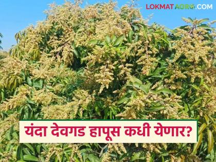 The future of Devgad Hapus now depends on the new bloom arrival; There is a strong possibility of a decrease in production | देवगड हापूसचं भवितव्य आता येणाऱ्या नवीन मोहोरावरच; उत्पादनात घट होण्याची दाट शक्यता The future of Devgad Hapus now depends on the new bloom arrival; There is a strong possibility of a decrease in production | देवगड हापूसचं भवितव्य आता येणाऱ्या नवीन मोहोरावरच; उत्पादनात घट होण्याची दाट शक्यता