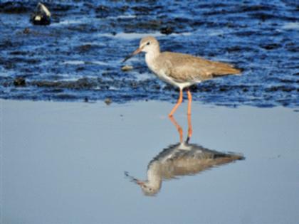 The arrival of exotic birds in the watershed of the Mithi River | मिठी नदीच्या पाणथळ जागी परदेशी पक्ष्यांचे झाले आगमन