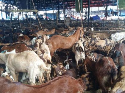 Goats are being sold at Deonar slaughter house | देवनारच्या पशुवधगृहात बकऱ्यांची खरेदी-विक्री सुरू