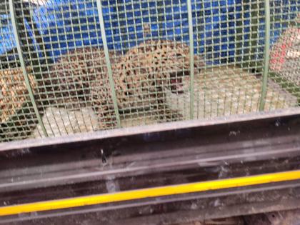 The leopard that fell into the well was pulled out safely | देवरुखनजीक विहीरीत पडलेल्या बिबट्याला सुखरुप काढले बाहेर