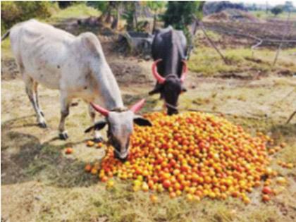 Two hundred tomatoes came at two rupees; Salary has also become difficult | दोनशेचा टोमॅटो आला दोन रुपयांवर; मजुरी सुटणेही झाले अवघड