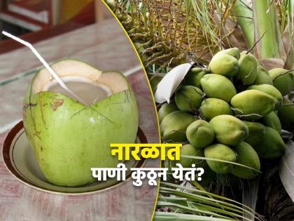 From where water comes in coconut, know the interesting facts | नारळात पाणी कुठून येतं? प्यायले तर खूपदा असाल पण, याचं उत्तर माहीत नसेल!