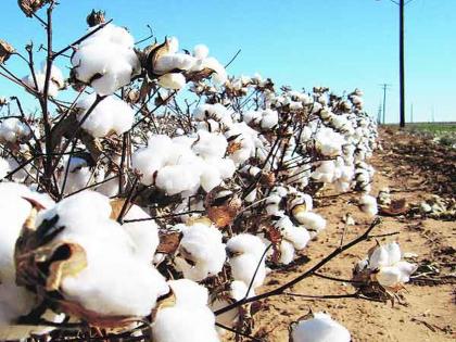 Cotton procurement started at 34 centers in the state | राज्यातील 34 केंद्रांवर हमीभावानुसार कापूस खरेदी सुरु