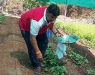 Reddish strawberries bloom in the fields of Bhiwandi | भिवंडीतील शेतात बहरली लालभडक स्ट्रॉबेरी