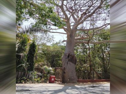 Another 300-year-old tree in danger | ३०० वर्ष जुने आणखी एक झाड धोक्यात