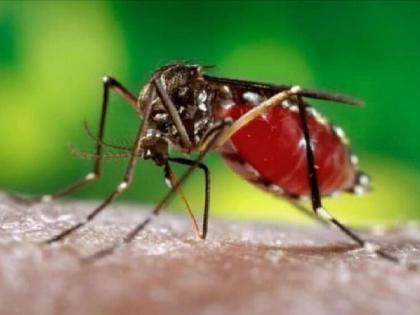 Dengue fever, 62 cases were reported in August in amravati dist | ऑगस्टमध्ये डेंग्यूचा ताप, ६२ रुग्ण आढळले